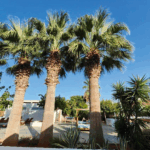 28-Day-Transformation-Detox-Meditation-and-Yoga-Retreat-in-Boca-Raton-Florida-USA
