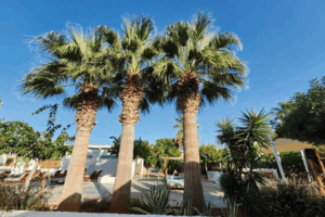 28-Day-Transformation-Detox-Meditation-and-Yoga-Retreat-in-Boca-Raton-Florida-USA