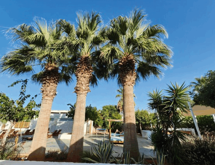 28-Day-Transformation-Detox-Meditation-and-Yoga-Retreat-in-Boca-Raton-Florida-USA