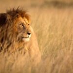 Lion spotted during a Masai Mara safari game drive in Kenya