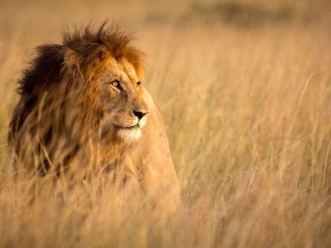 Lion spotted during a Masai Mara safari game drive in Kenya